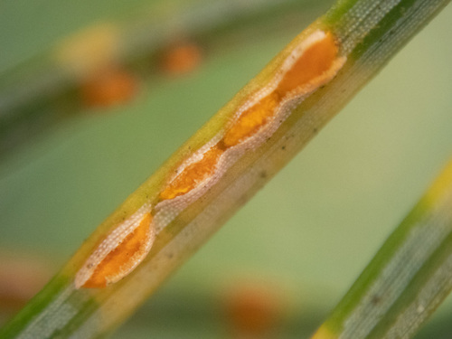 Ceropsora