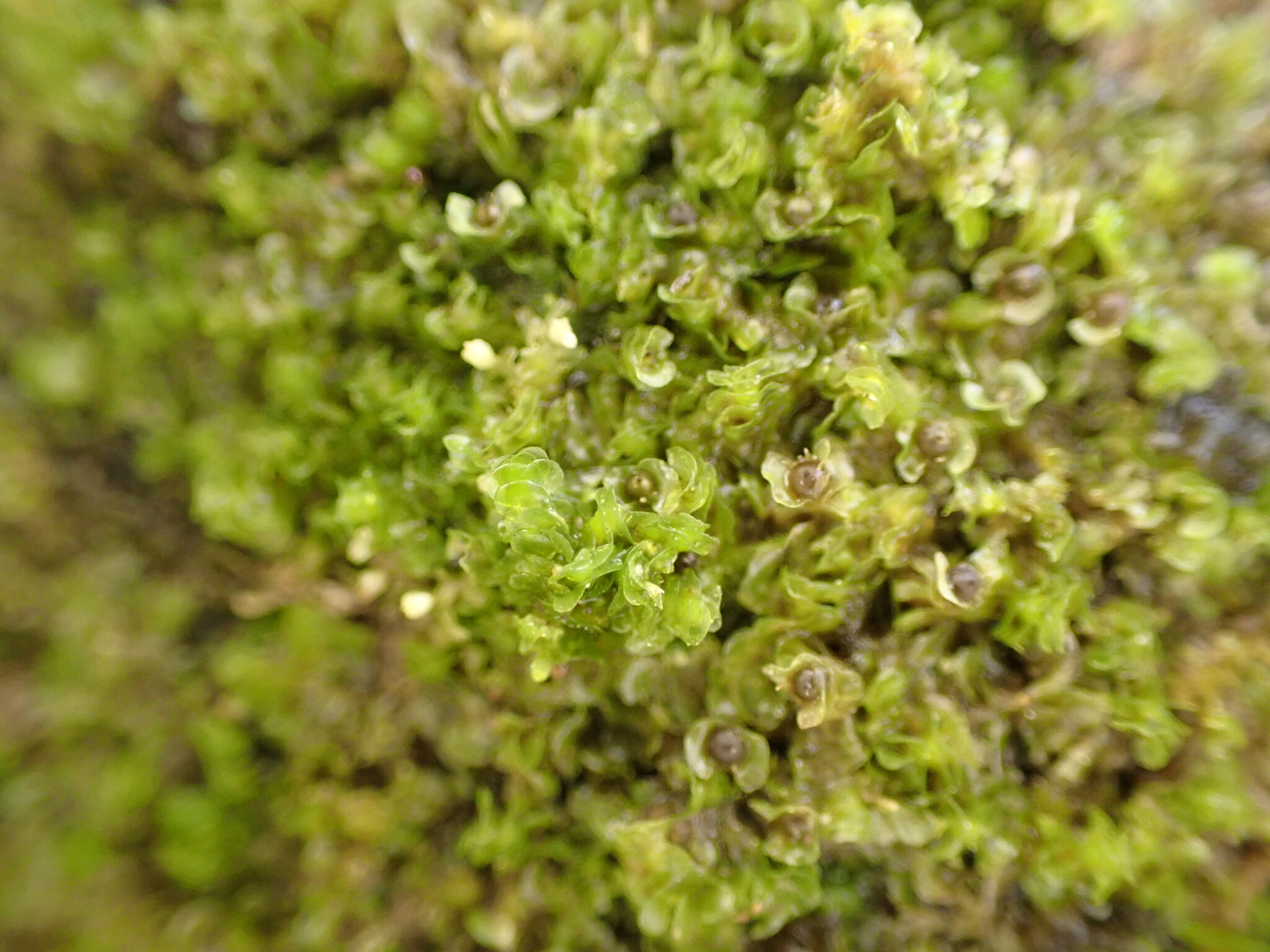 Frullania patula