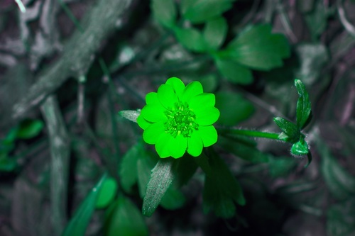 Image of Ranunculus macranthus by (c) Michelle W. （鍾偉瑋）, some rights reserved (CC BY)