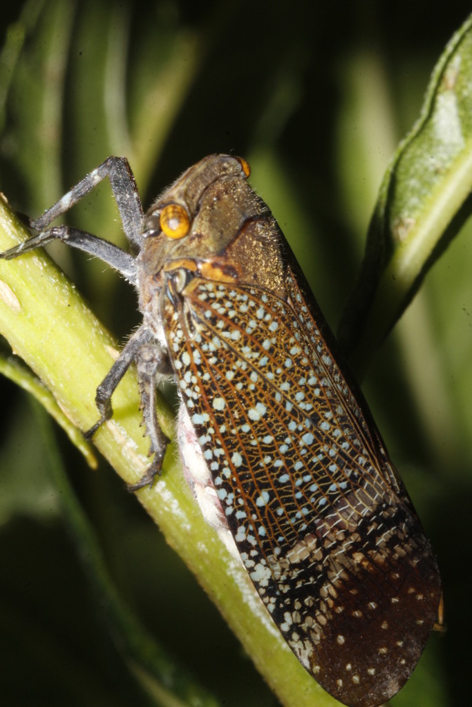 Alaruasa lepida