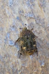 Protaetia fusca