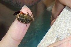 Protaetia fusca