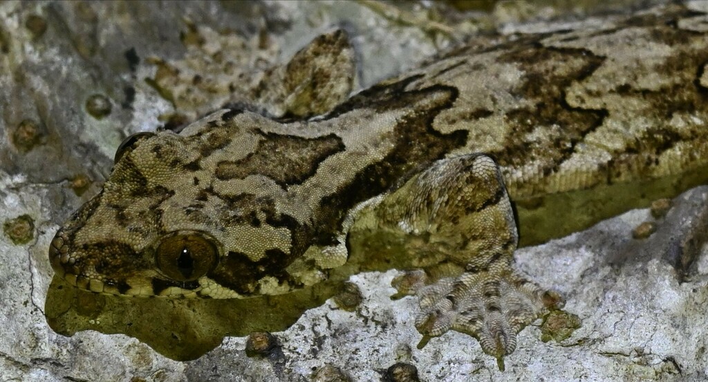 Lao Parachute Gecko