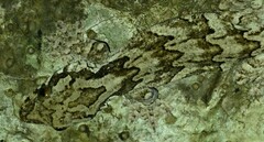 Lao Parachute Gecko photo 4
