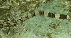 Lao Parachute Gecko photo 3