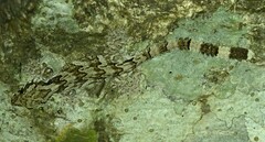 Lao Parachute Gecko photo 2