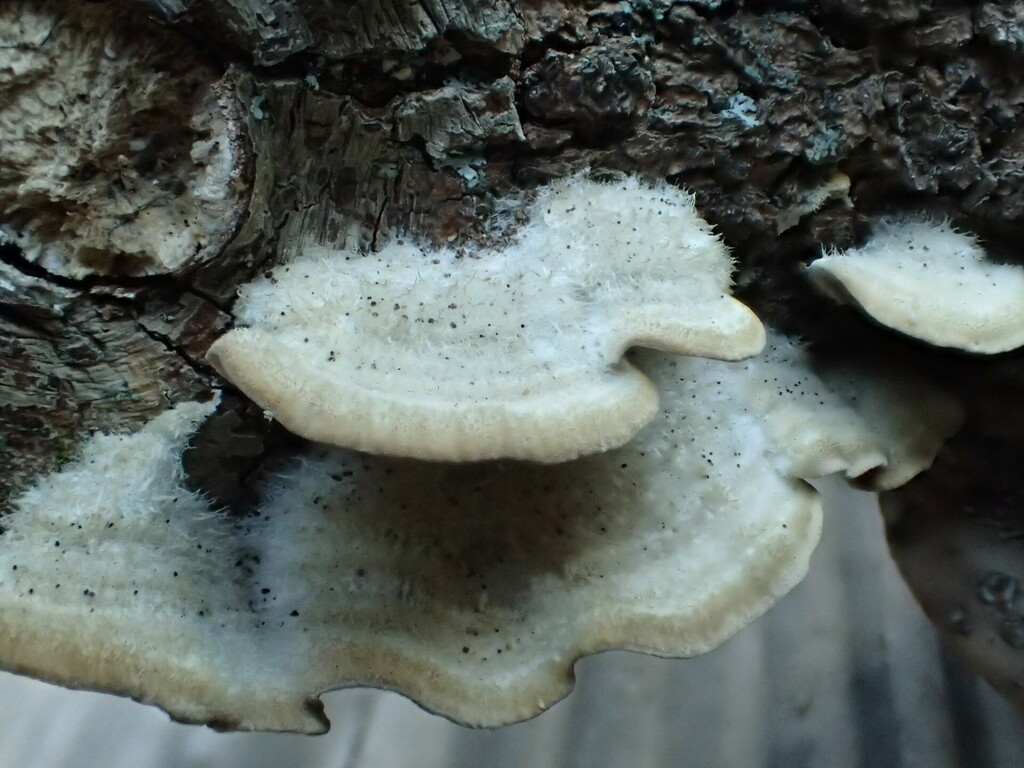 Coriolus pinsitus