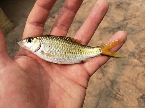 Mekong barb (Poropuntius deauratus) — Cyprinidae — 2