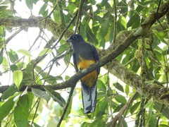 Trogon chionurus