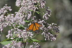 Peteravenia malvifolia