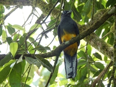 Trogon chionurus