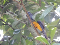 Trogon chionurus