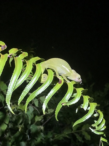 Comoro Island Dwarf Panther Chameleon, Furcifer cephalolepis