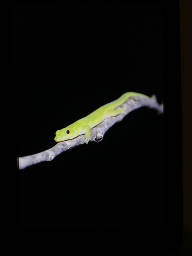 Indian Day Gecko, Phelsuma nigra