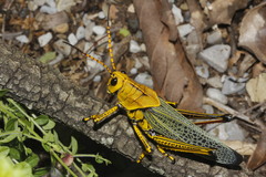 Taeniopoda tamaulipensis