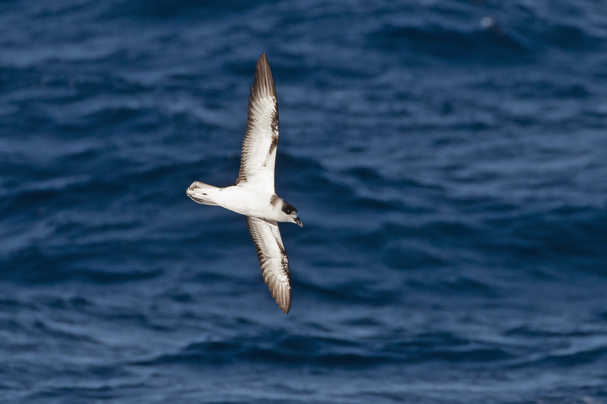 White-necked Petrel (Pterodroma cervicalis)