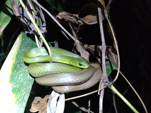 Photo of a Many-banded Green Snake (Ptyas multicincta)