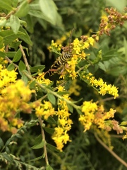 Megacyllene robiniae