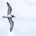 Gould's Petrel - Photo (c) Steve Murray, some rights reserved (CC BY-NC), uploaded by Steve Murray