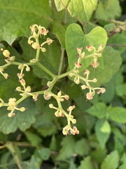 Cyphostemma subciliatum