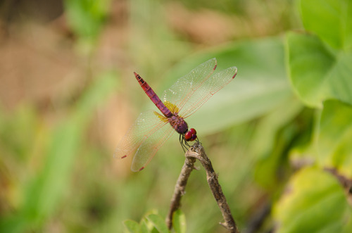 Violet Dropwing