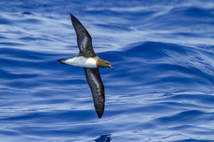 Tahiti Petrel photo 1