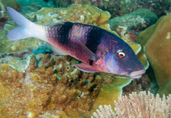 Doublebar Goatfish photo 4