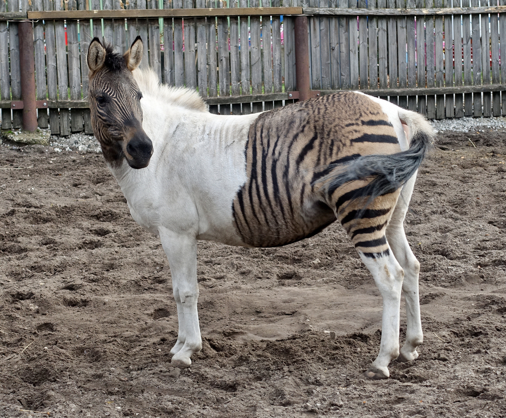 Domestic Horse × Plains Zebra