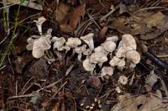 Craterellus sinuosus