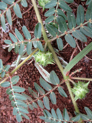 Tribulus terrestris image