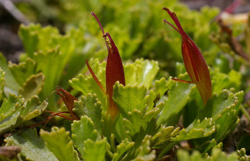 Prostrate Eremophila (Eremophila biserrata)