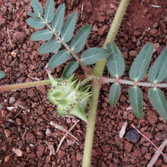 Tribulus terrestris image