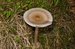 Amanita umbrinolutea