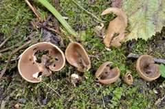 Otidea alutacea
