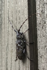 Monochamus obtusus