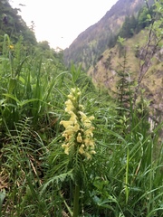 Pedicularis foliosa