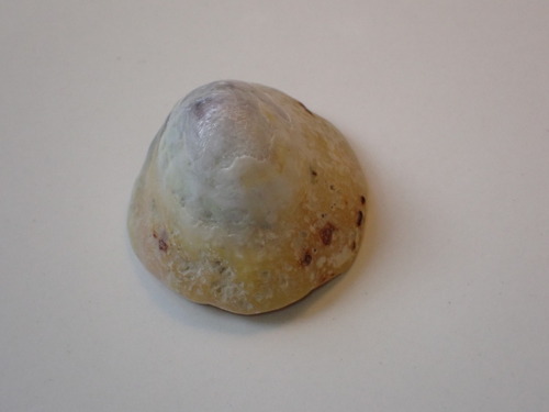 Common European Limpet, 3151 Hook of Holland, Netherlands, photo 8 of 10