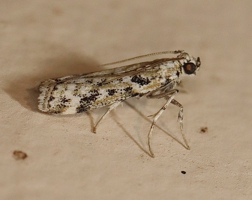 Ernophthora