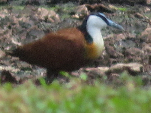 African Jacana