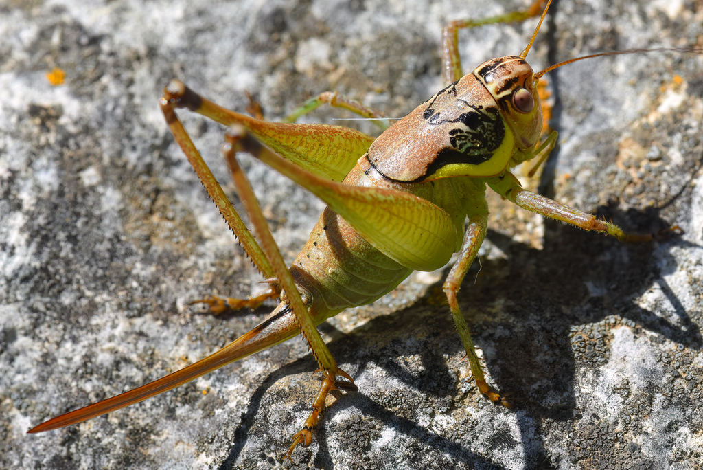 Apholidoptera pietschmanni
