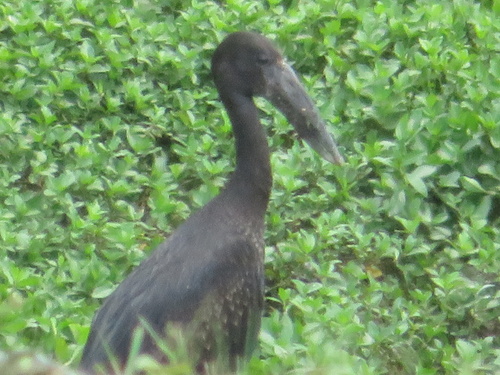 African Openbill