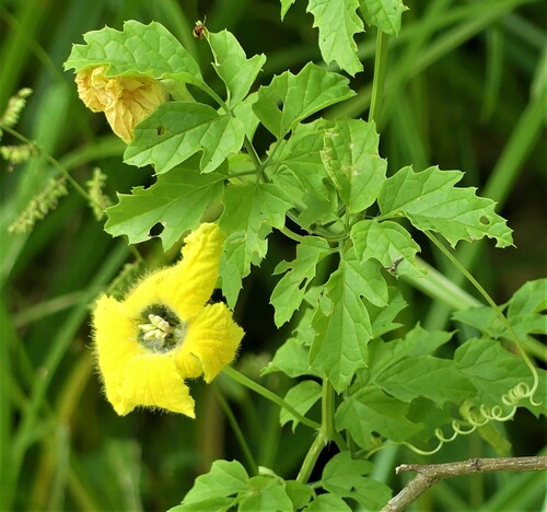 Momordica trifoliolata