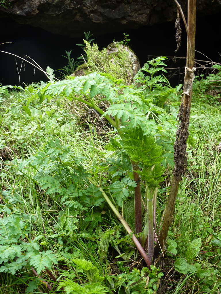 Afroligusticum petitianum