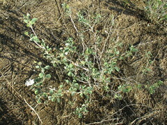 Tribulocarpus dimorphanthus image