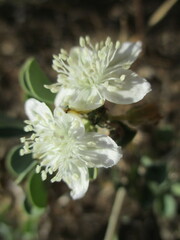 Tribulocarpus dimorphanthus image