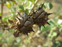 Tribulocarpus dimorphanthus image