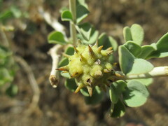 Tribulocarpus dimorphanthus image