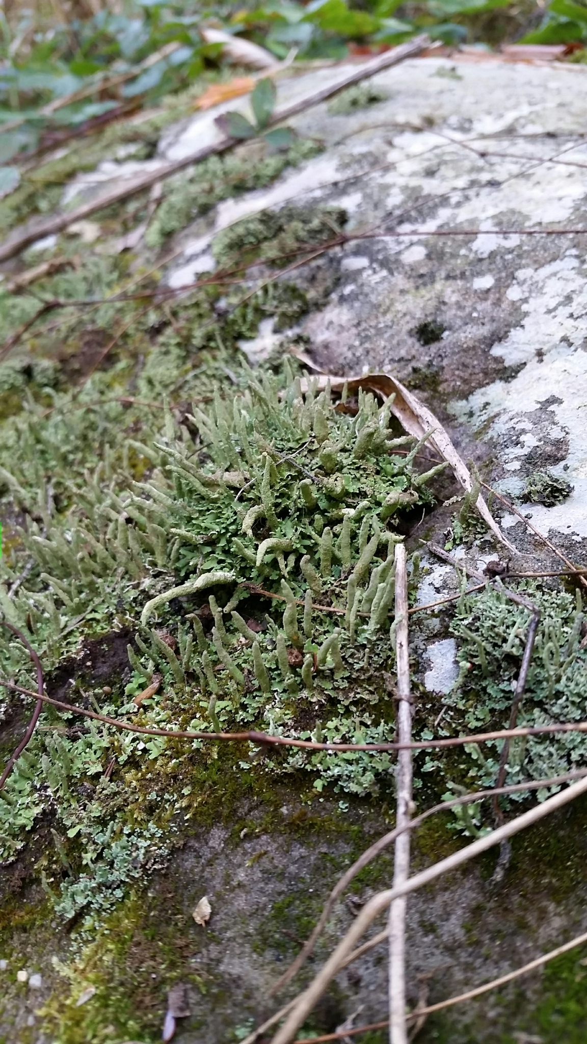 Cladonia coniocraea image