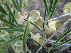 Ptycholobium biflorum subsp. angolense image