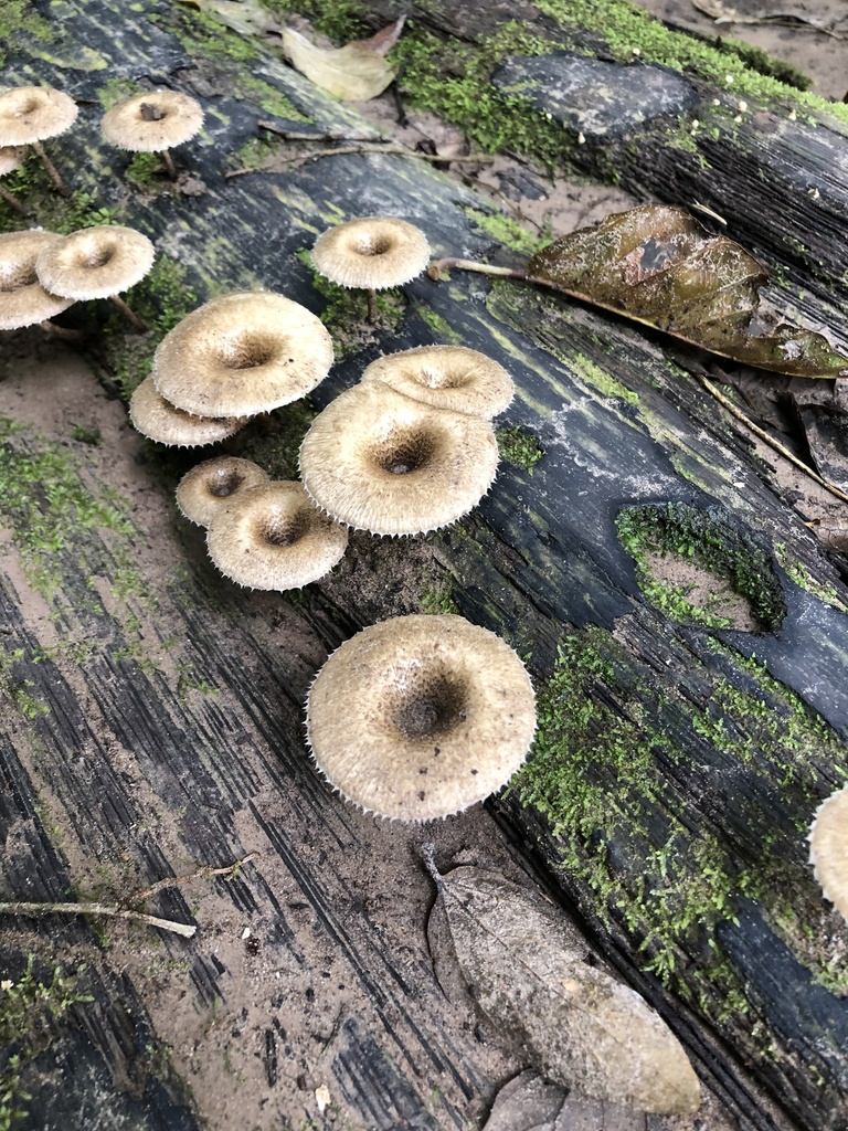 Lentinus crinitus · January 2020 · photo: © blazeclaw (iNaturalist, cc-by)